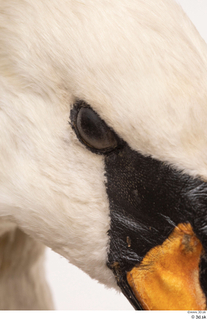 Mute swan eye 0002.jpg